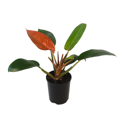 Philodendron Sun Red 130mm