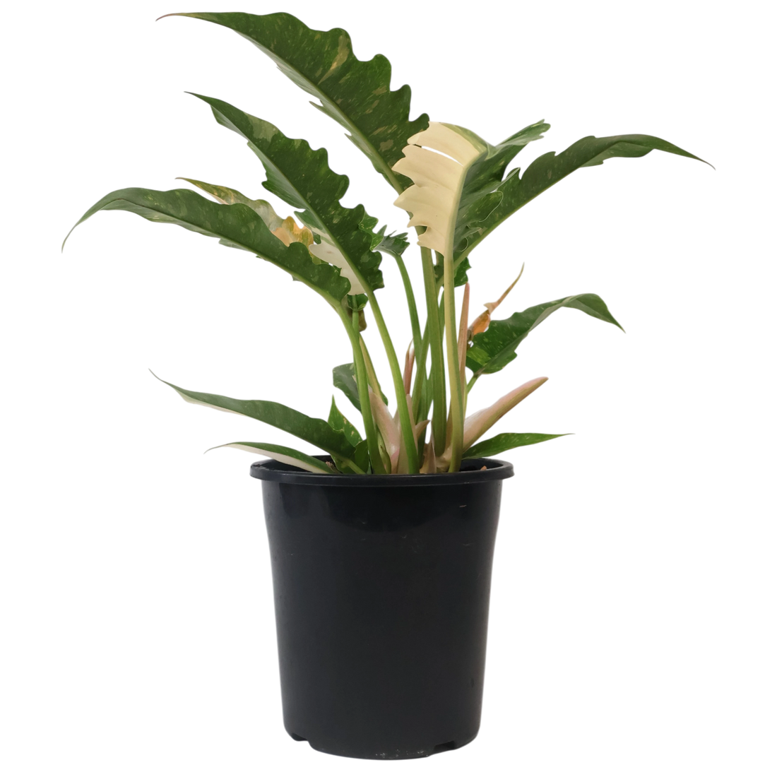 Philodendron Ring of Fire 180mm