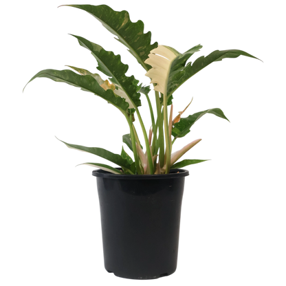 Philodendron Ring of Fire 180mm