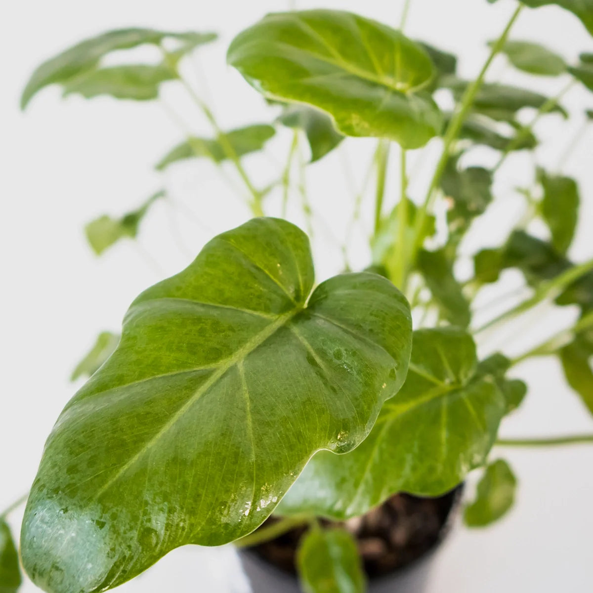 Philodendron Xanadu 125mm