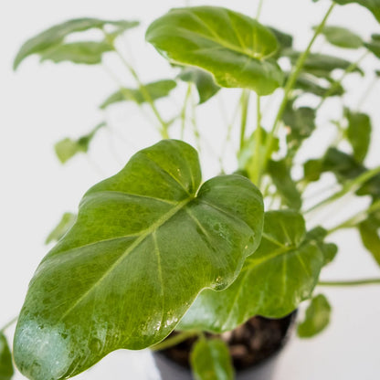 Philodendron Xanadu 125mm