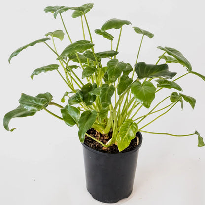 Philodendron Xanadu 125mm