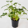 Philodendron Xanadu 125mm