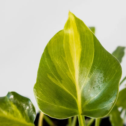 Philodendron Xanadu Variegated 125mm