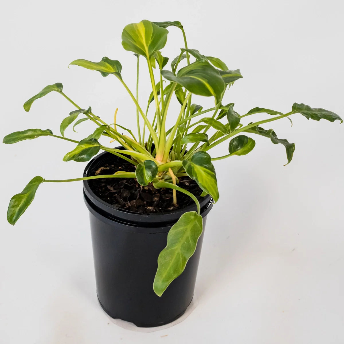 Philodendron Xanadu Variegated 125mm