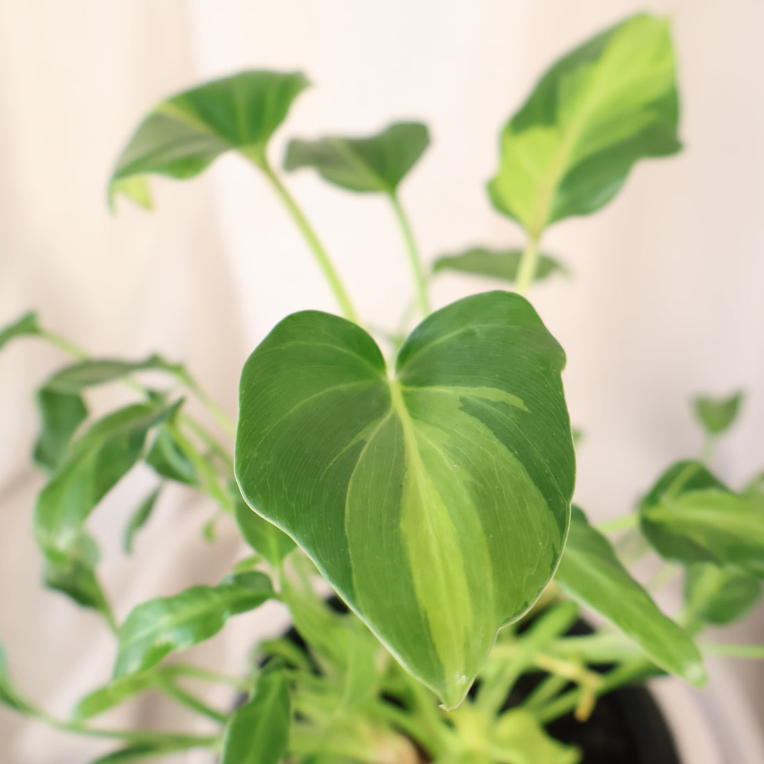 Philodendron Xanadu Variegated 125mm