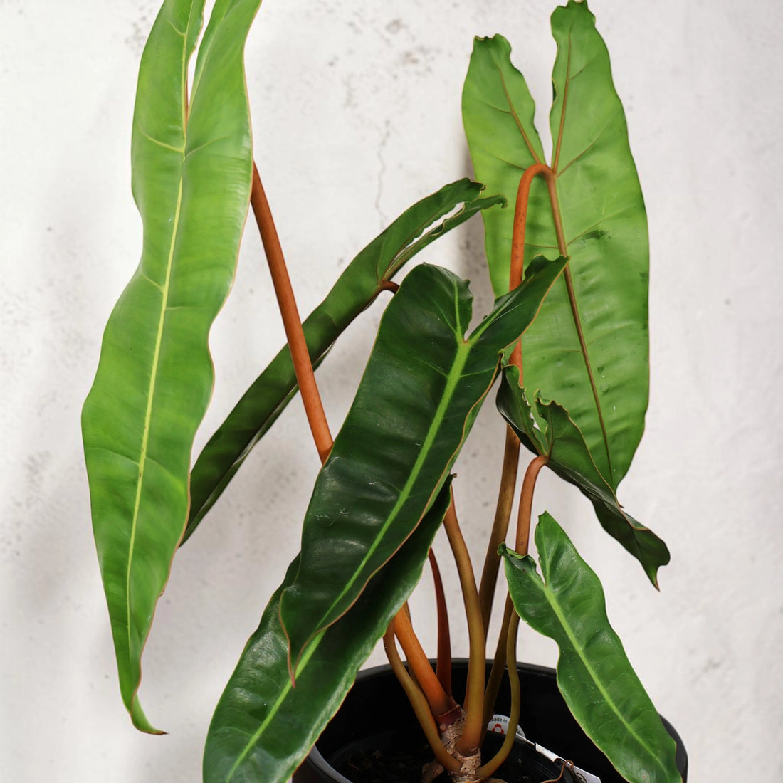 Philodendron Billietiae 125mm