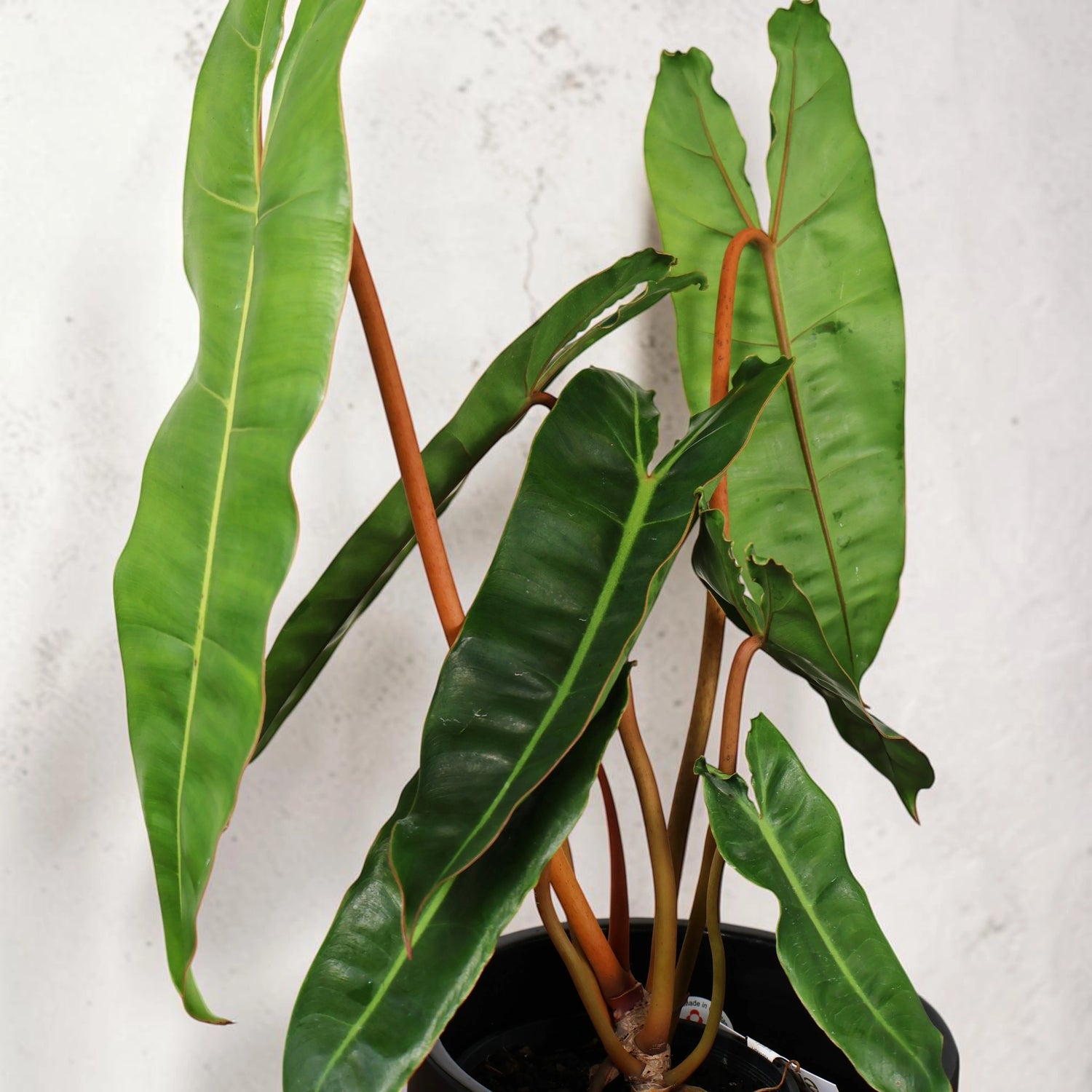 Philodendron Billietiae 125mm