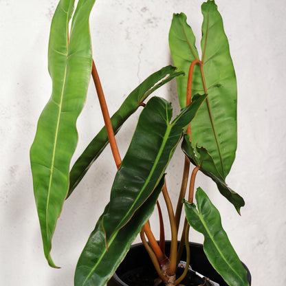 Philodendron Billietiae 125mm