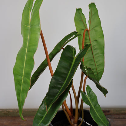 Philodendron Billietiae 125mm