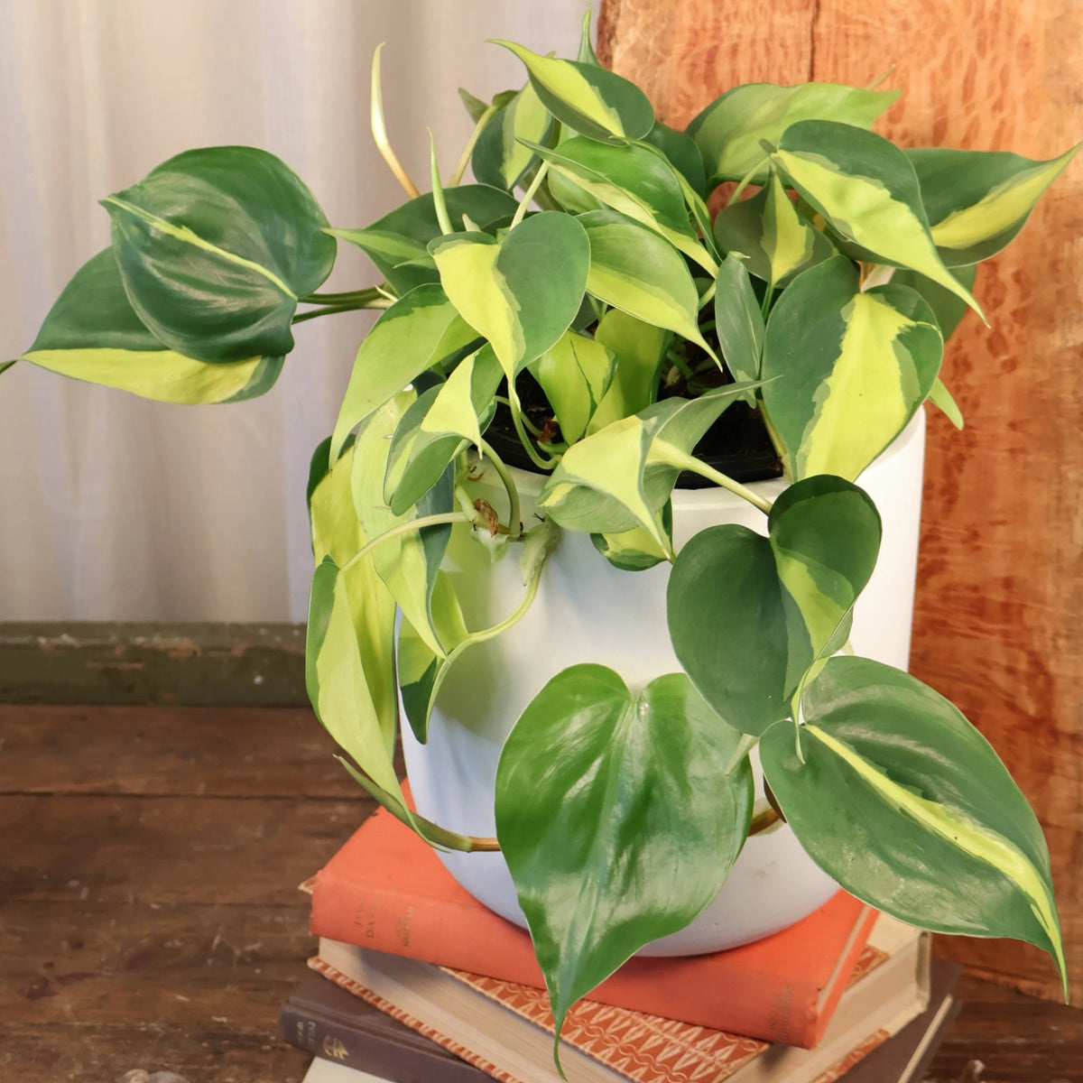 Philodendron hederaceum Brasil 125mm