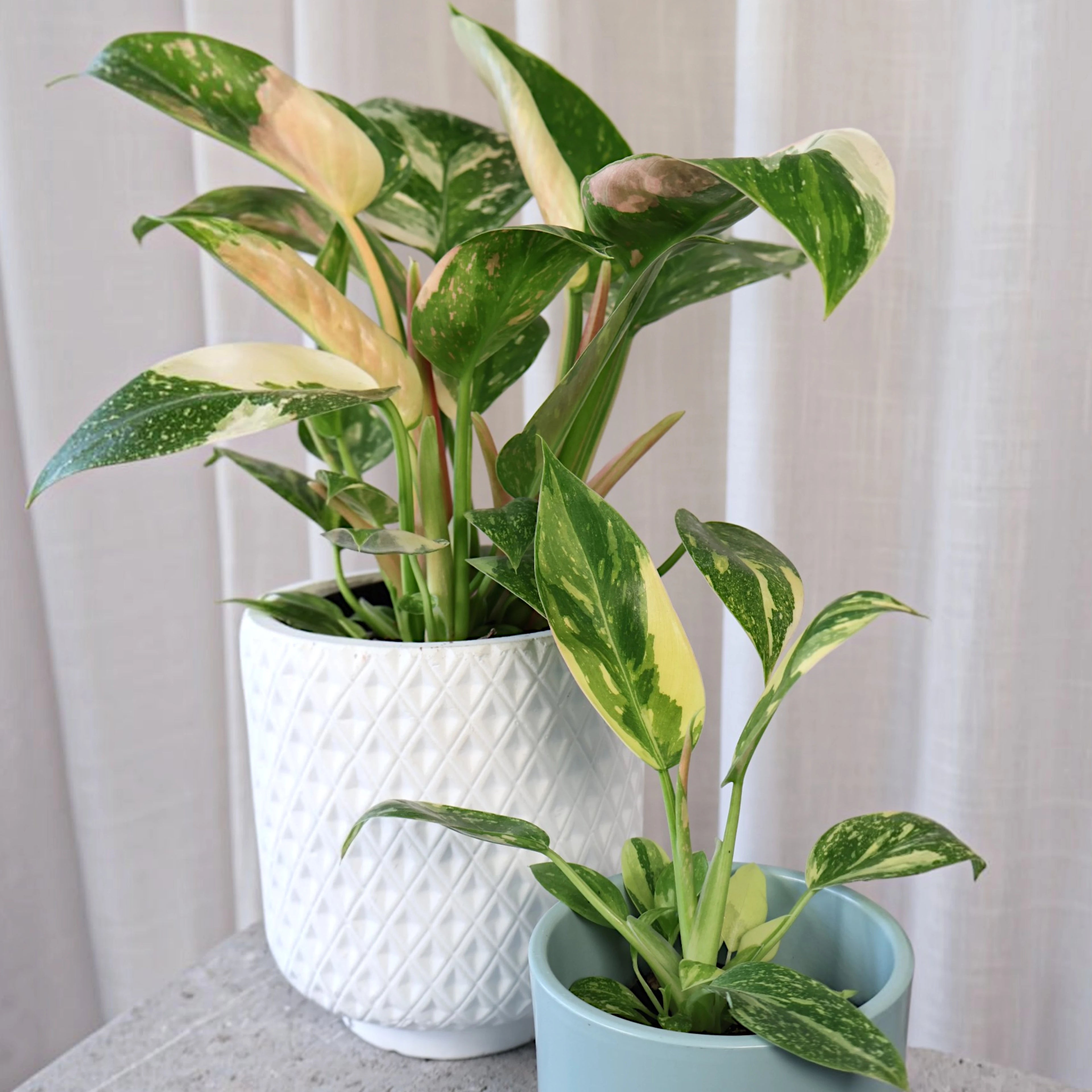 Philodendron Congo Nuclear 70mm