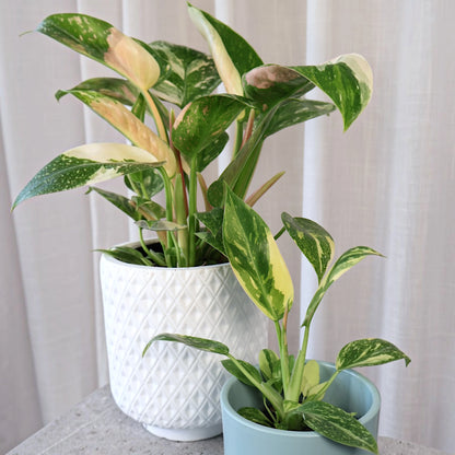 Philodendron Congo Nuclear 70mm