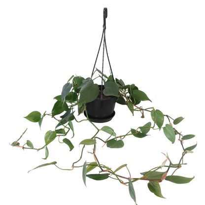 Philodendron Cordatum 170mm HB