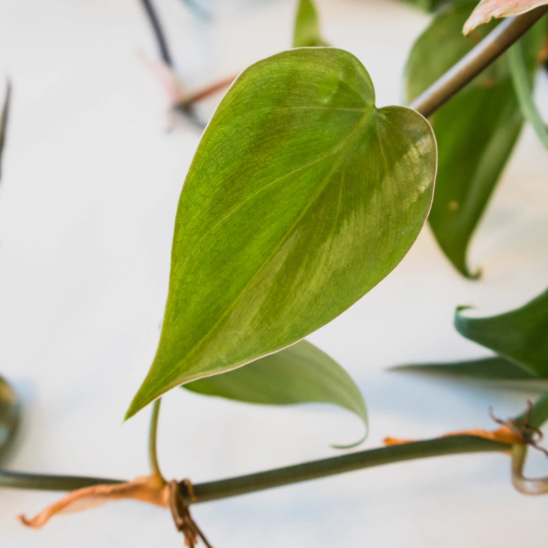 Philodendron Cordatum - Heart Leaf Philodendron 70mm