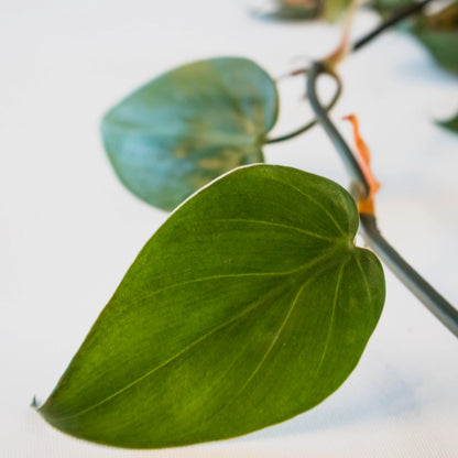 Philodendron Cordatum - Heart Leaf Philodendron 70mm