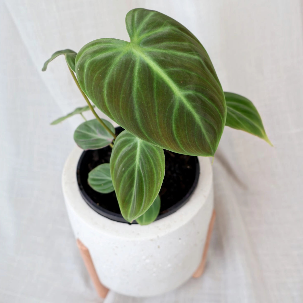 Philodendron El Choco Red 125mm