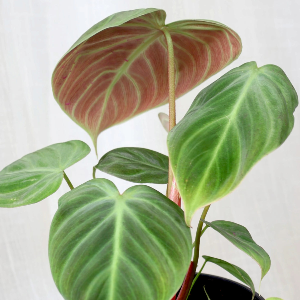 Philodendron El Choco Red 125mm