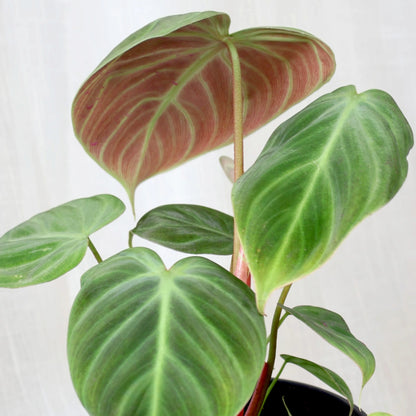 Philodendron El Choco Red 125mm