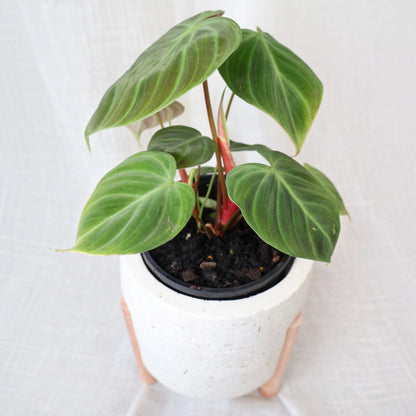 Philodendron El Choco Red 125mm