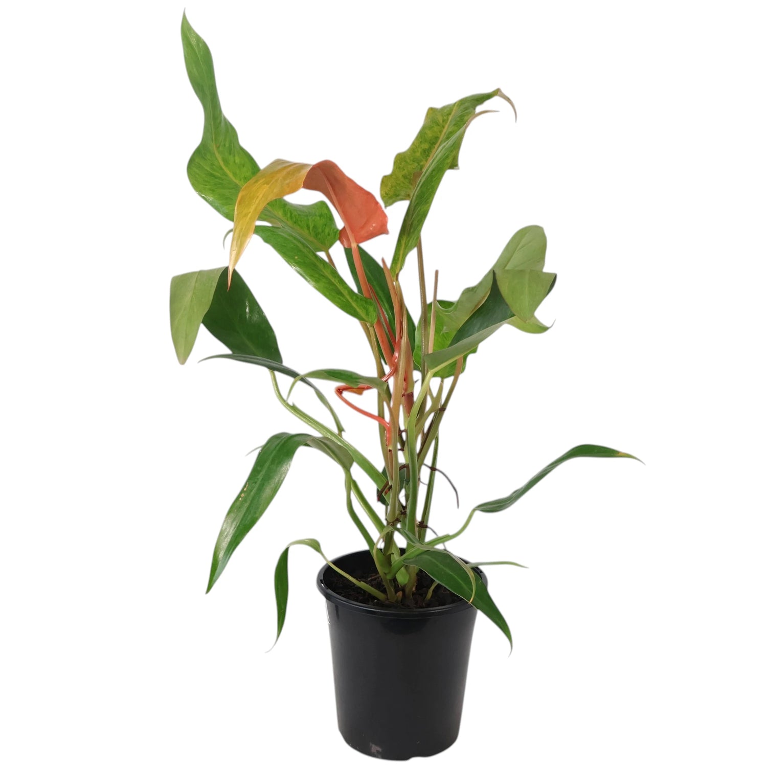 Philodendron Erubescens Autumn Queen 180mm