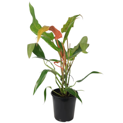 Philodendron Erubescens Autumn Queen 180mm