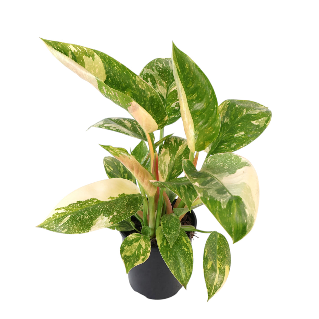Philodendron erubescens Congo Nuclear 125mm