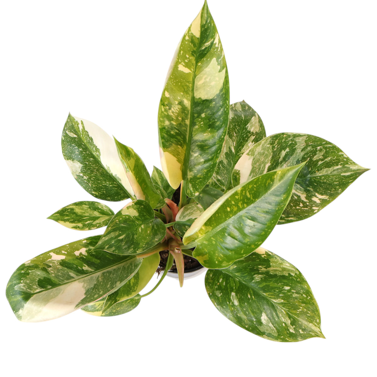 Philodendron erubescens Congo Nuclear 125mm