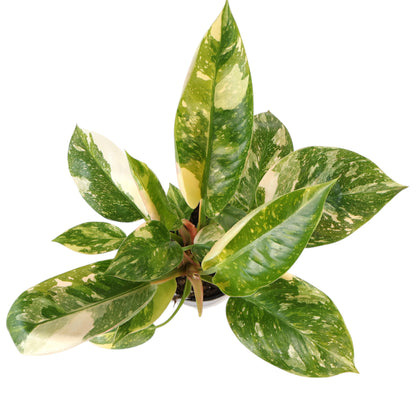 Philodendron erubescens Congo Nuclear 125mm
