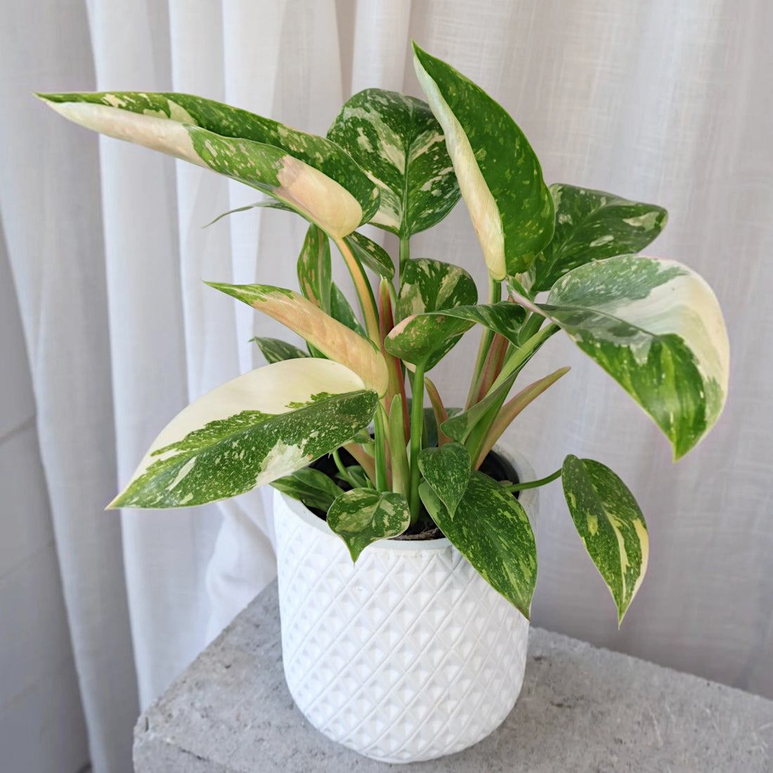 Philodendron erubescens Congo Nuclear 125mm