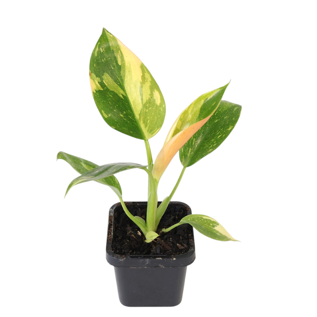 Philodendron Congo Nuclear 70mm