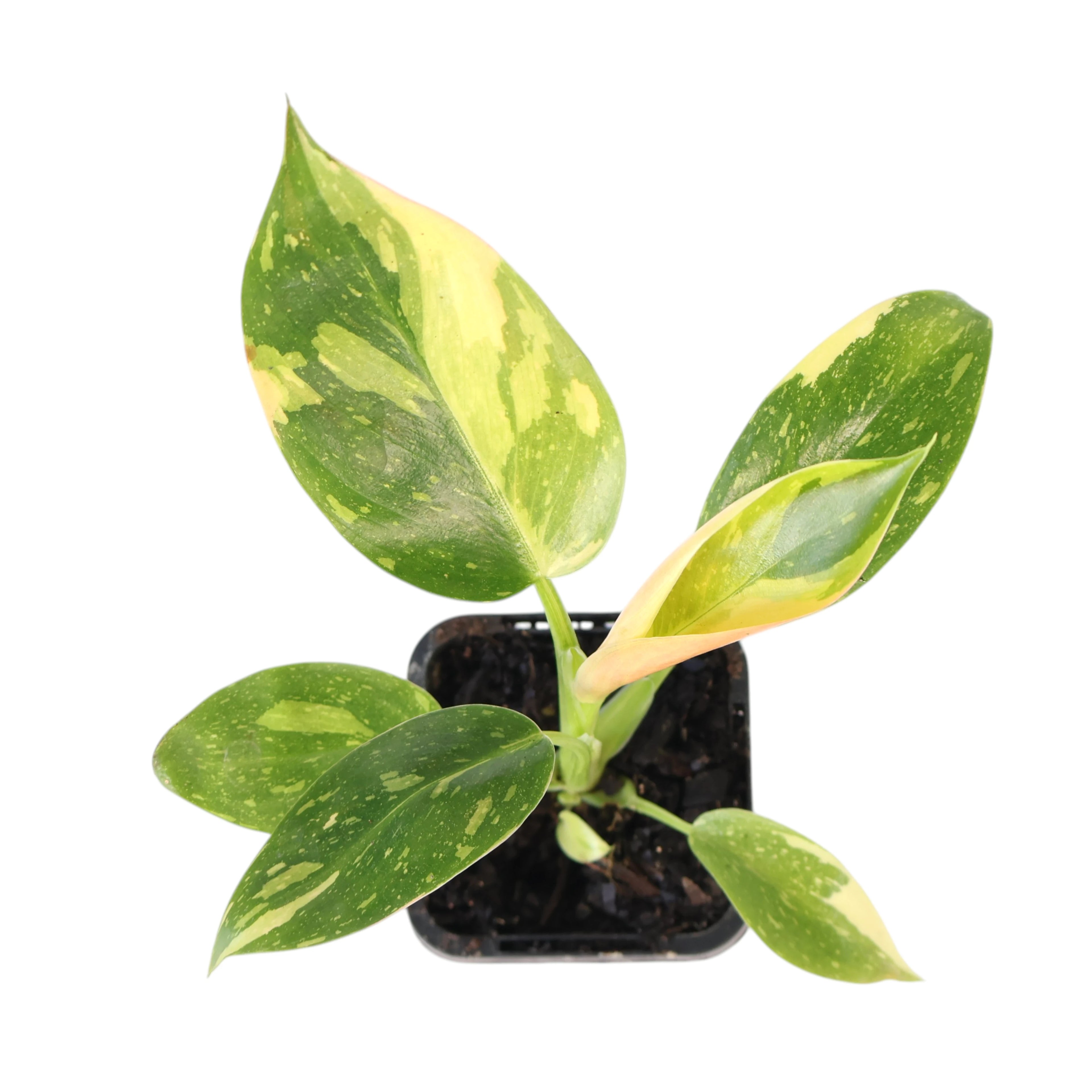 Philodendron Congo Nuclear 70mm