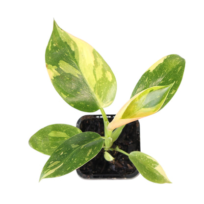 Philodendron Congo Nuclear 70mm