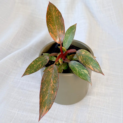 Philodendron erubescens Orange Princess 70mm