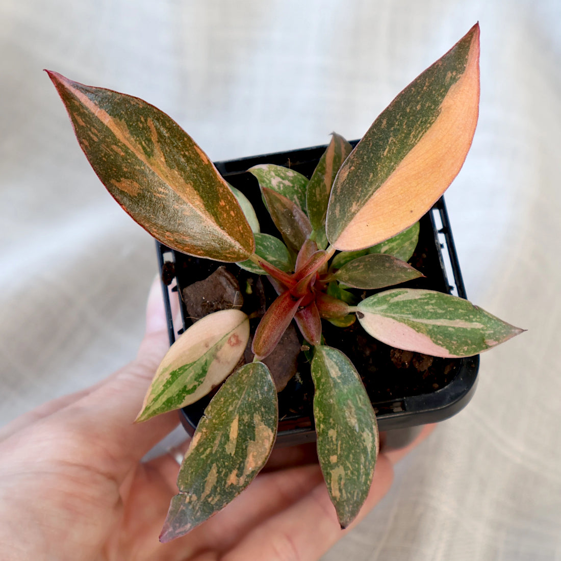 Philodendron erubescens Orange Princess 70mm