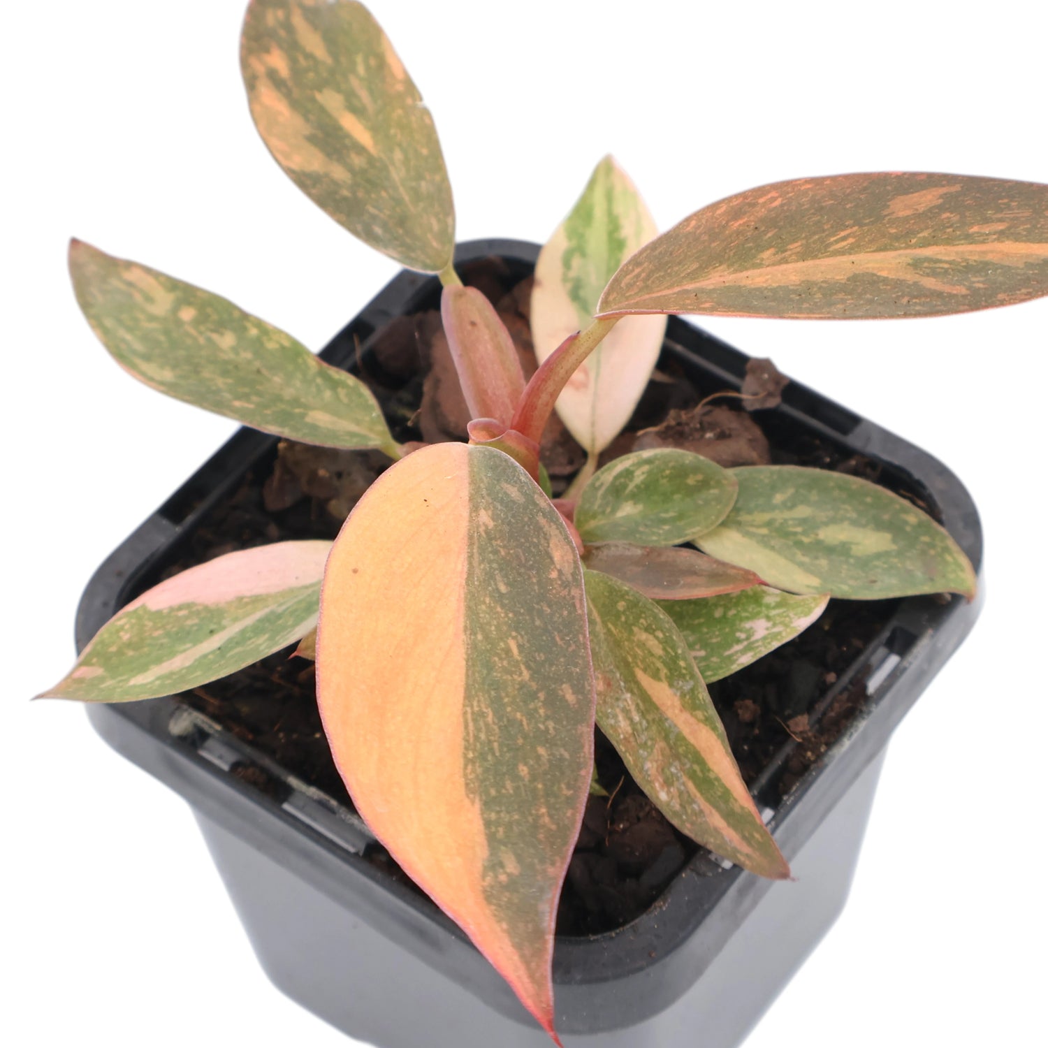 Philodendron erubescens Orange Princess 70mm