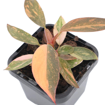 Philodendron erubescens Orange Princess 70mm