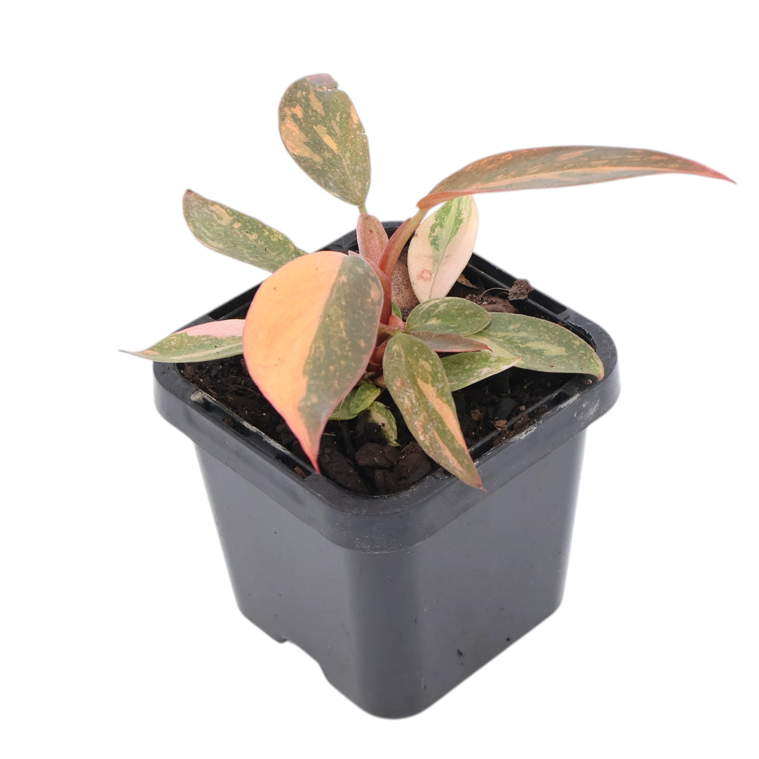 Philodendron erubescens Orange Princess 70mm