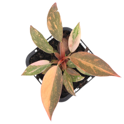 Philodendron erubescens Orange Princess 70mm