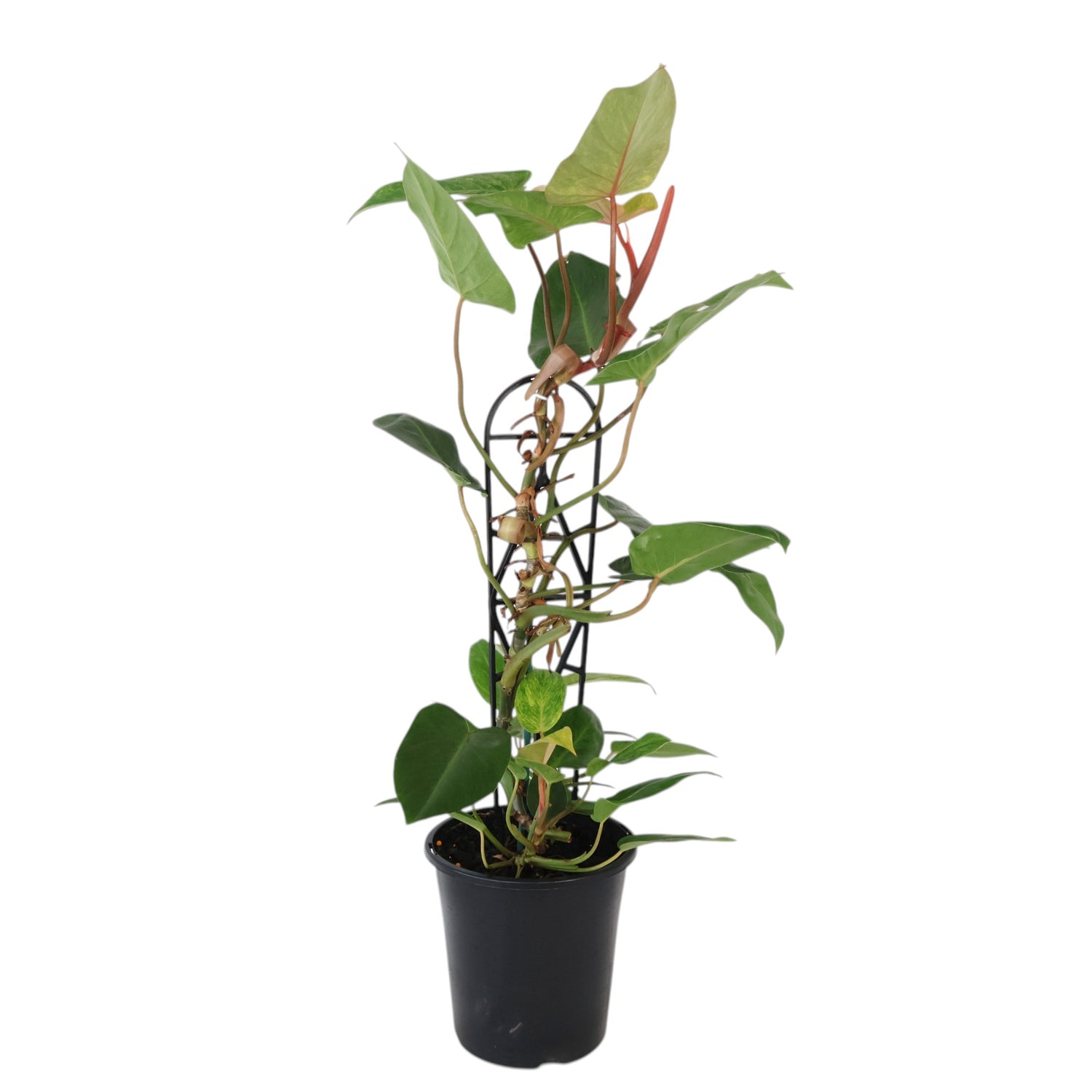 Philodendron Painted Lady 180mm