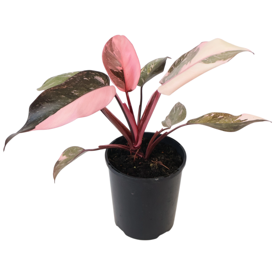 Philodendron Pink Galaxy 125mm