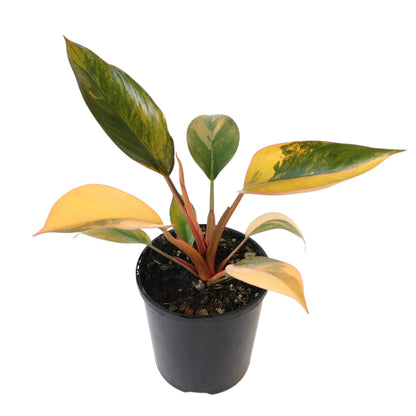 Philodendron Rojo Congo Variegata 125mm