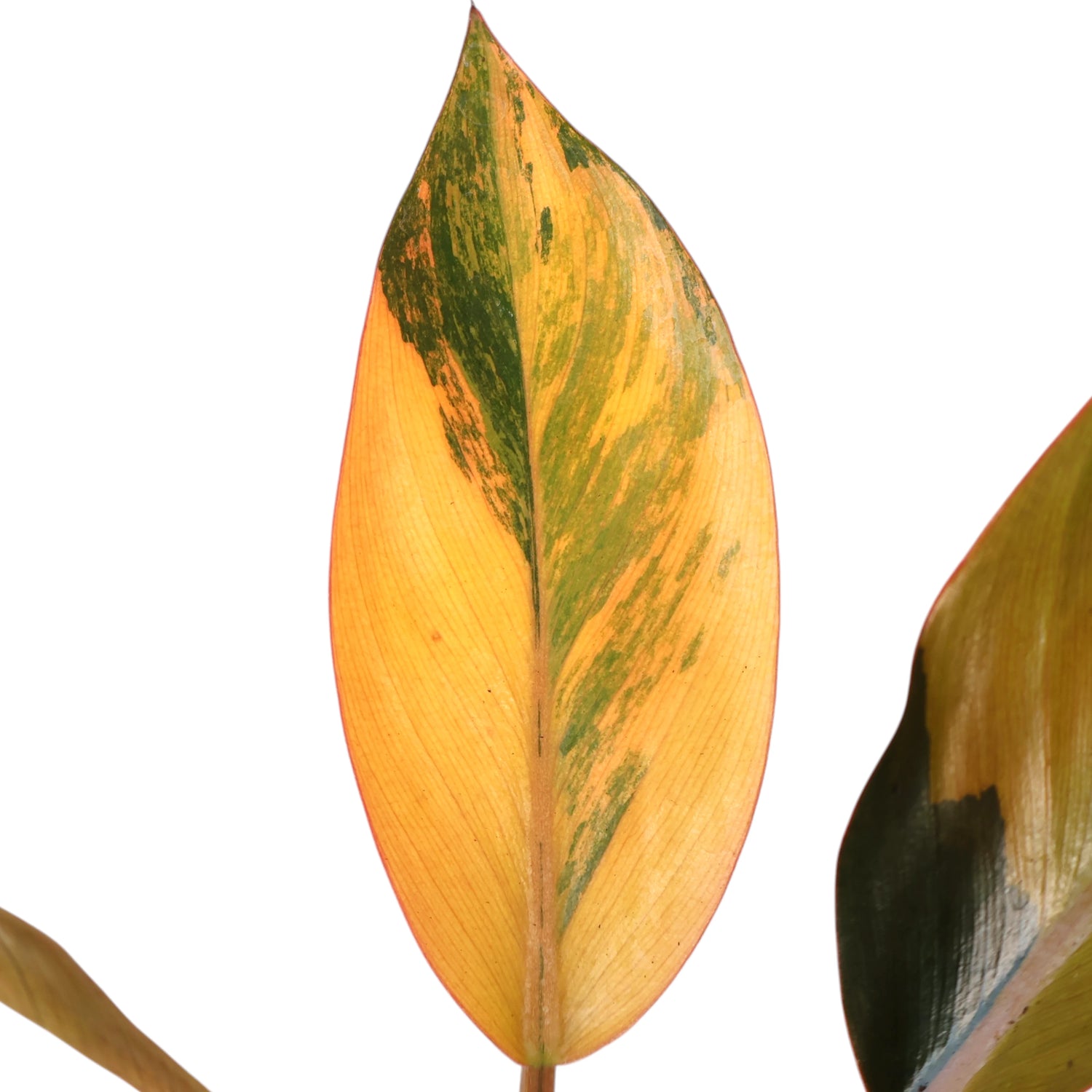 Philodendron Rojo Congo Variegata 125mm
