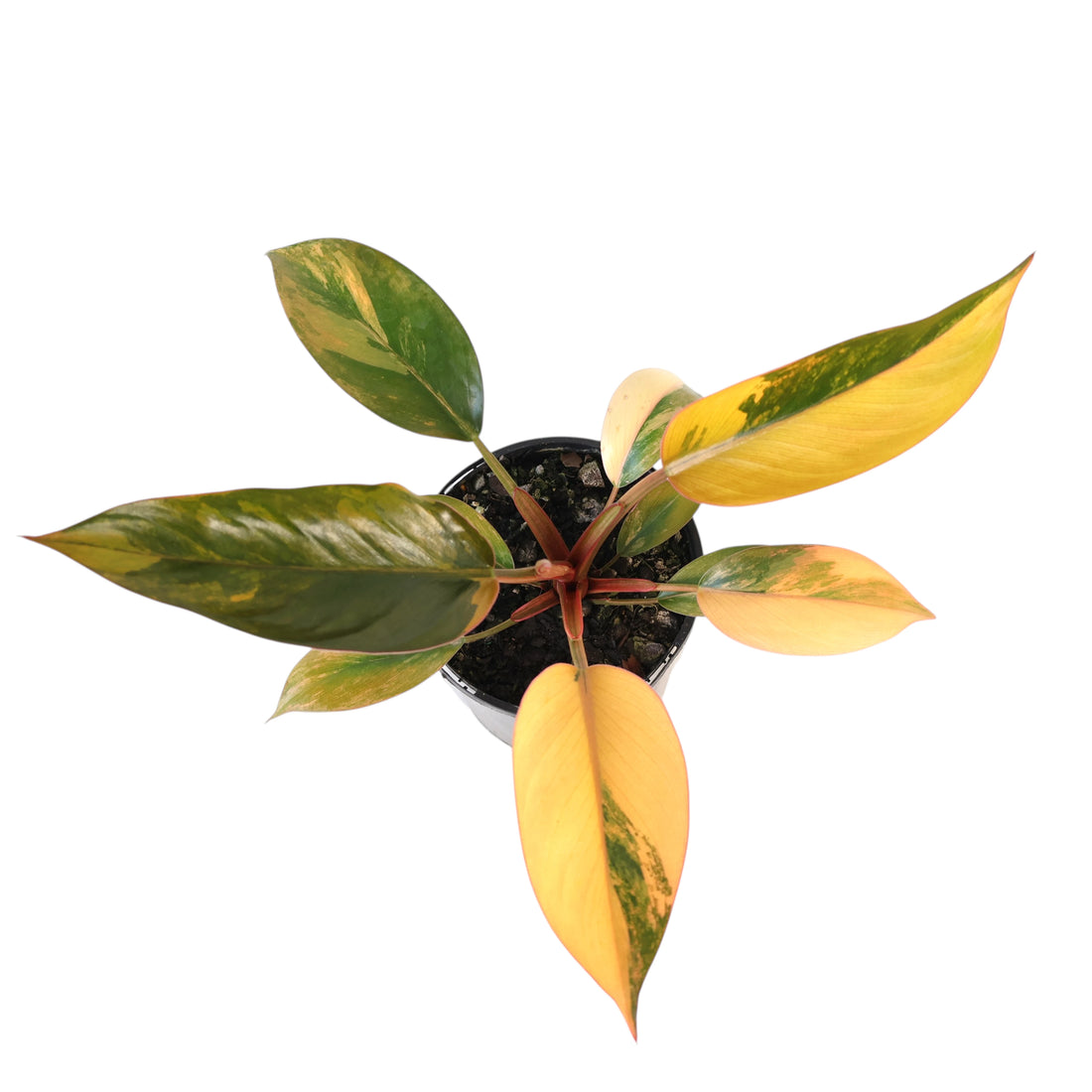 Philodendron Rojo Congo Variegata 125mm