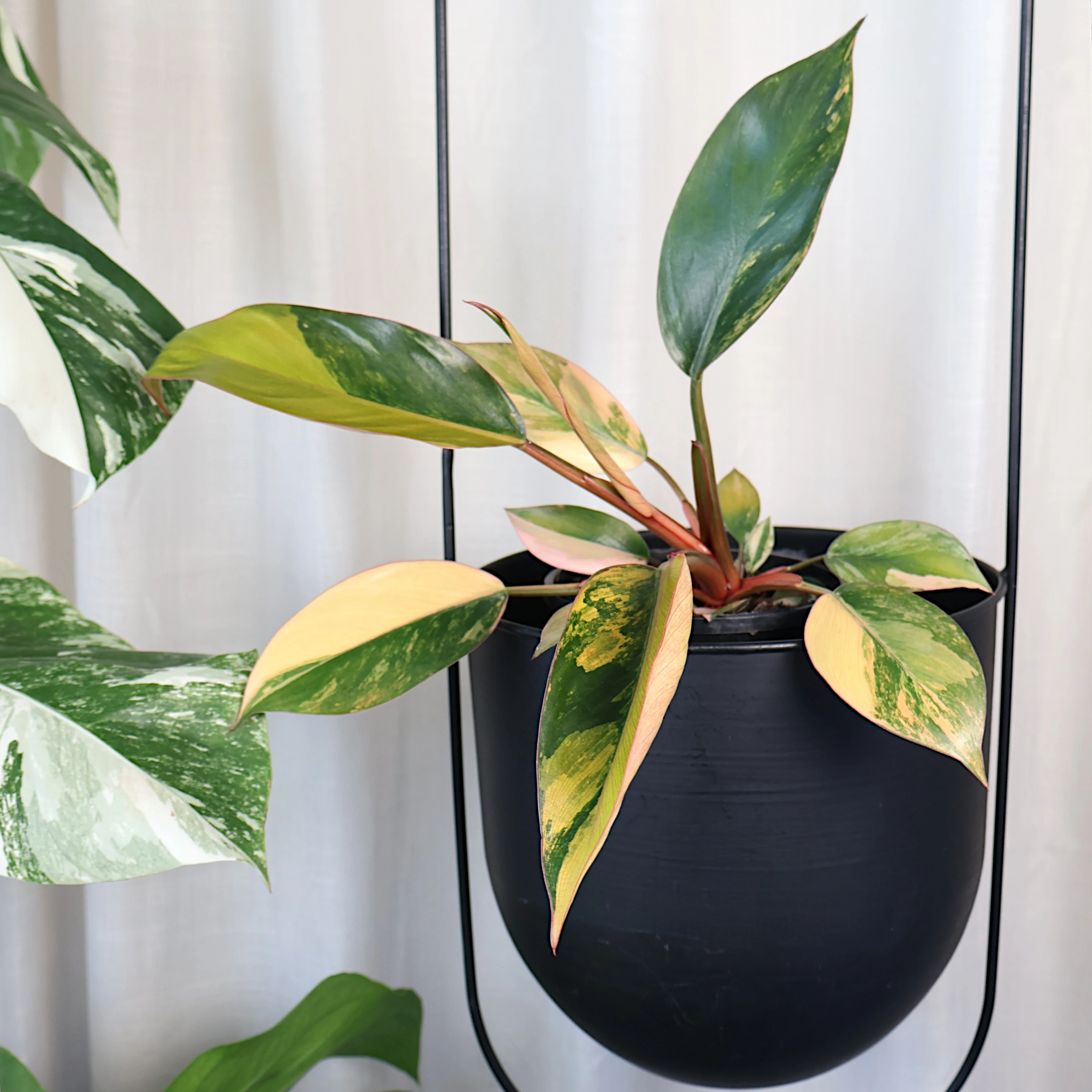Philodendron Rojo Congo Variegata 125mm