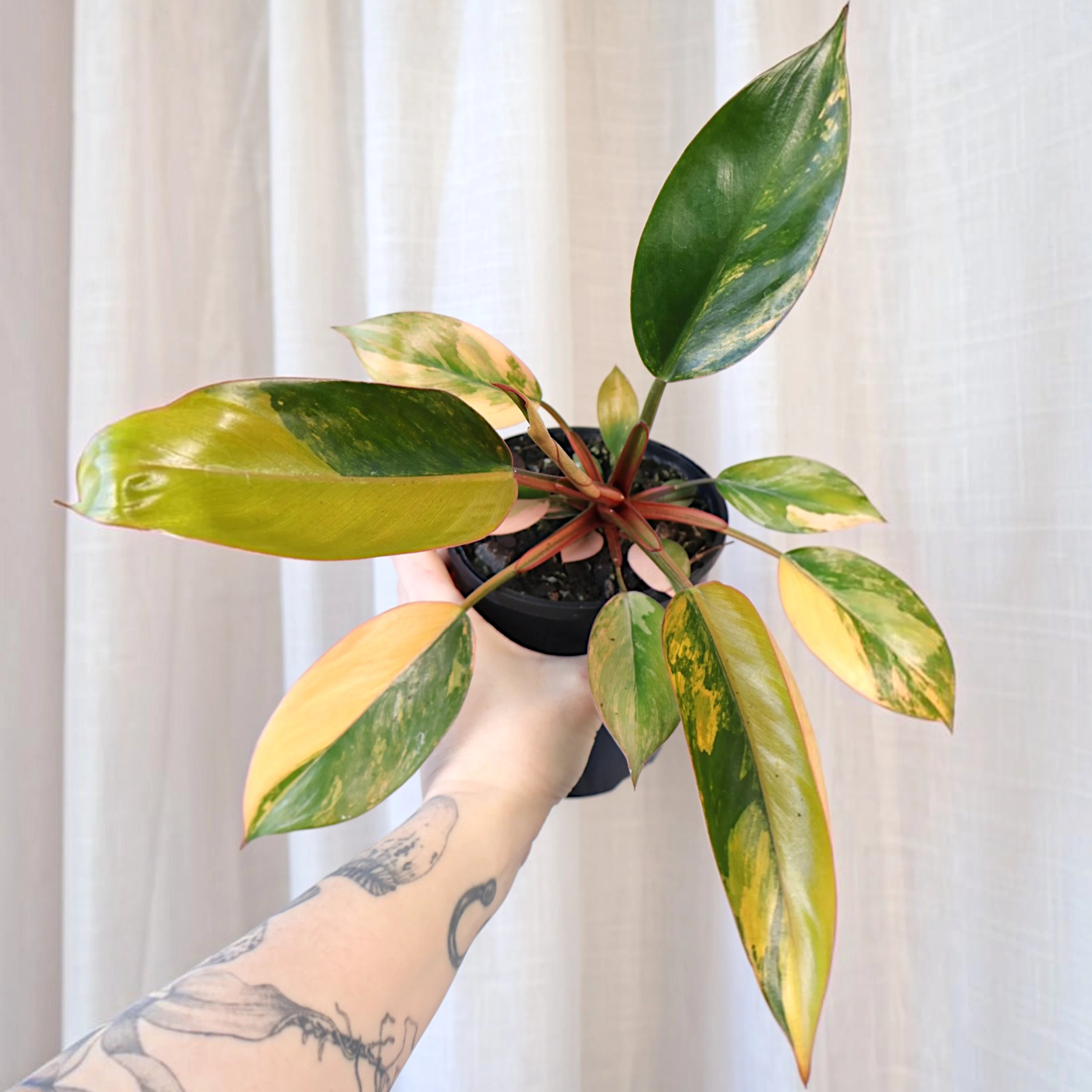 Philodendron Rojo Congo Variegata 125mm