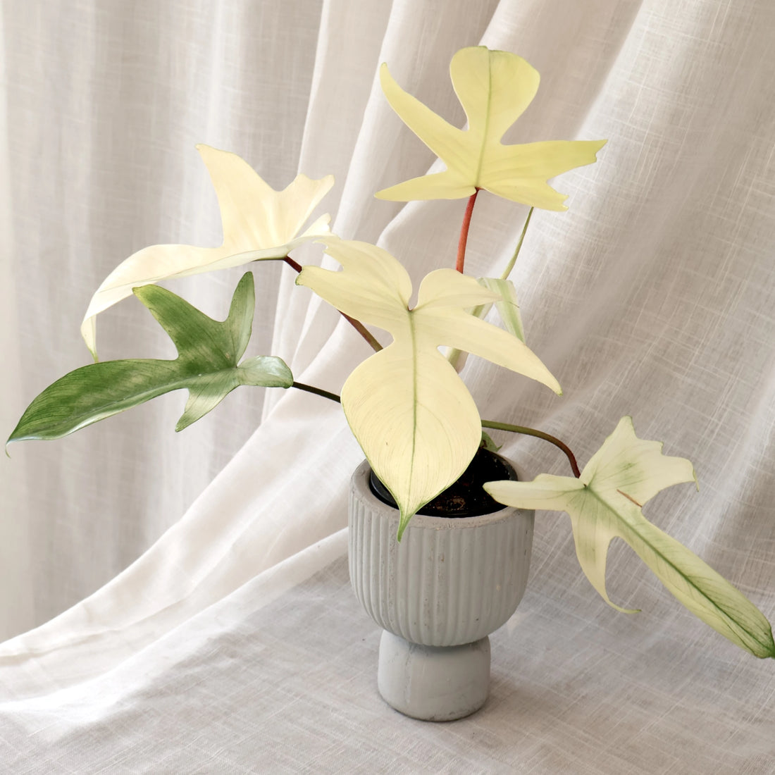 Philodendron Florida Ghost 90mm