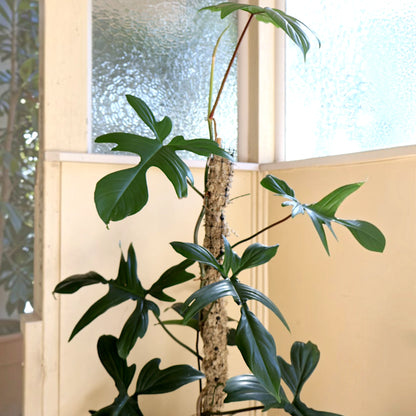 Philodendron Pedatum &