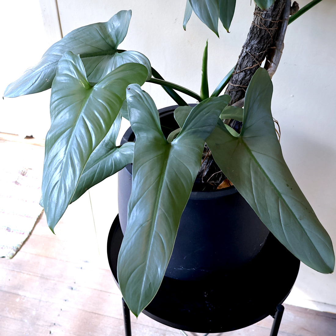 Philodendron Hastatum Silver Sword 120mm