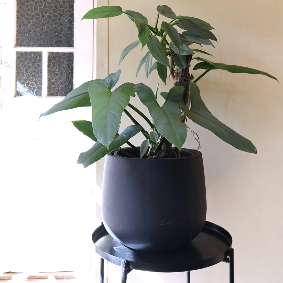 Philodendron Hastatum Silver Sword 120mm